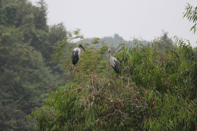 bird watching in Thung nham
